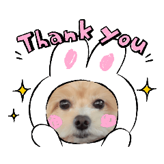 [LINEスタンプ] マルチーズ×プードルの日常【マルプー犬】