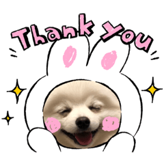[LINEスタンプ] ポメラニアンの平吉さん