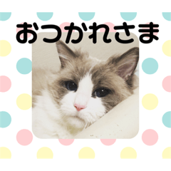 [LINEスタンプ] ラグドールのフーガ