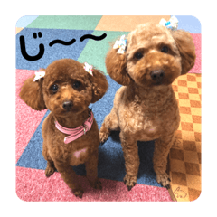 [LINEスタンプ] T家のイッヌたち