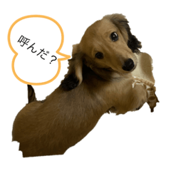 [LINEスタンプ] だっくすマロンくん❤