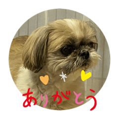 [LINEスタンプ] シーズー犬のさくらさん