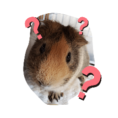 [LINEスタンプ] モルの日常2