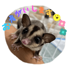 [LINEスタンプ] フクロモモンガのくろまめ⭐︎⭐︎