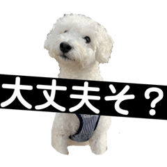 [LINEスタンプ] トイプー＆ウェスティーすたんぷ