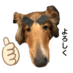 [LINEスタンプ] sheltie.leon