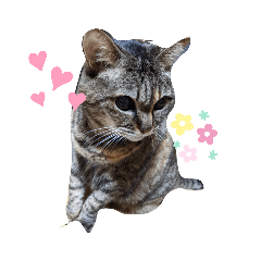 [LINEスタンプ] ちびじゃないチビのスタンプ