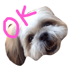 [LINEスタンプ] シーズーのこてつ✳︎犬