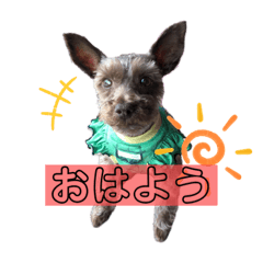 [LINEスタンプ] チョコちゃん#1