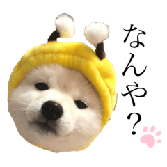 [LINEスタンプ] 白豆柴のやんちゃな毎日