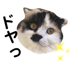 [LINEスタンプ] スコティッシュのMOCO