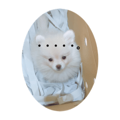 [LINEスタンプ] チワポメmomoちゃん