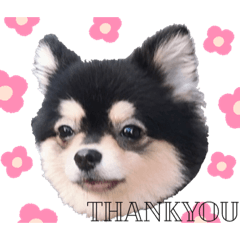 [LINEスタンプ] しぷすた
