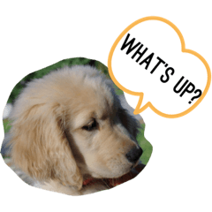 [LINEスタンプ] Puppy DEN