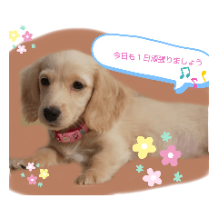 [LINEスタンプ] Mダックスクリーム     マロン