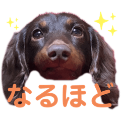[LINEスタンプ] レオンとミルキーとときどき飼い主
