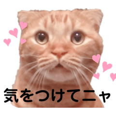 [LINEスタンプ] スコのジョニーちゃん♡デカ文字②