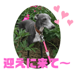 [LINEスタンプ] イタグレのランボー