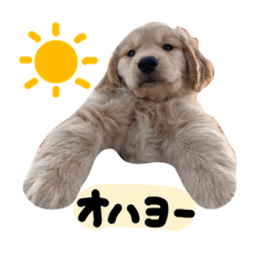 [LINEスタンプ] ゴールデンレトリーバーのこむぎ（日常編）