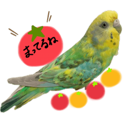 [LINEスタンプ] インコのあおいちゃん
