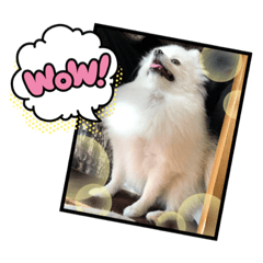 [LINEスタンプ] ポポ秘蔵スタンプ