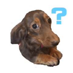 [LINEスタンプ] モカちゃんすたんプ