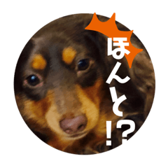 [LINEスタンプ] ミニチュアダックスフンド好きな人へ。