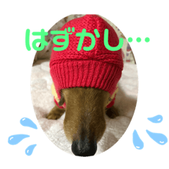[LINEスタンプ] 東 奈蝶のワンコスタンプ4