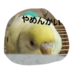 [LINEスタンプ] かわゆいインコスタンプ キナコ＆クリーム