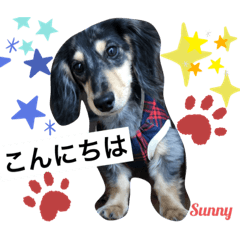 [LINEスタンプ] ★ミニチュアダックスフンドのサニー★