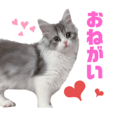 [LINEスタンプ] ラガマフィンのシュシュ