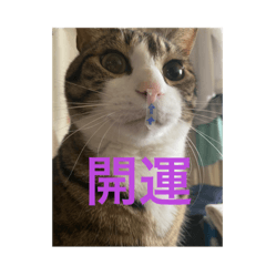 [LINEスタンプ] ドS猫の球太3