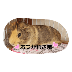 [LINEスタンプ] 今日のモルちゃん