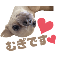 [LINEスタンプ] うちのむぎこ2