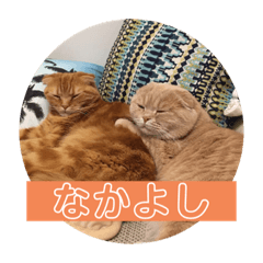 [LINEスタンプ] こむぎ♀ときなこ♂