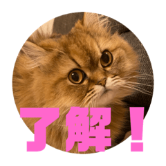 [LINEスタンプ] ペルシャのペぺちゃん