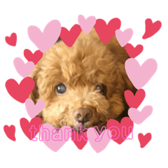 [LINEスタンプ] トイプードル ライ君♡
