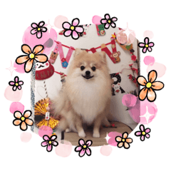 [LINEスタンプ] げんきDAY サクラ