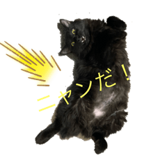 [LINEスタンプ] わんにゃんぷ
