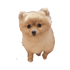 [LINEスタンプ] テンバちゃんのスタンプ