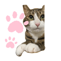 [LINEスタンプ] ドS猫の球太4