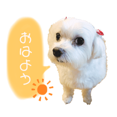 [LINEスタンプ] マルチーズのてぃあら