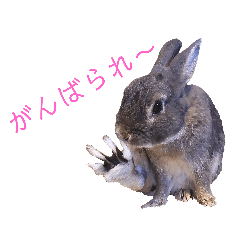 [LINEスタンプ] うさぎのうーたん※魚津弁