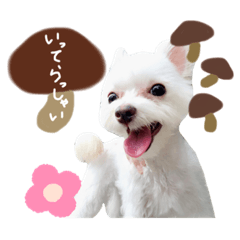 [LINEスタンプ] ワンコのそらちゃん