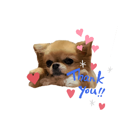 [LINEスタンプ] チワワのクールモモ