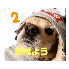 [LINEスタンプ] アメコカおすろーぱーさん