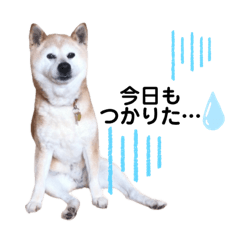 [LINEスタンプ] 柴犬さくらおばあワン