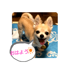 [LINEスタンプ] うちのこ♥️ part1