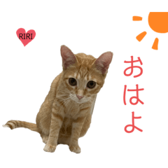 [LINEスタンプ] RIRI517