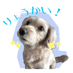 [LINEスタンプ] マルプーのなつちゃん【毎日使える日常編】